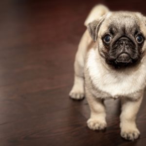 Puppy for Sale